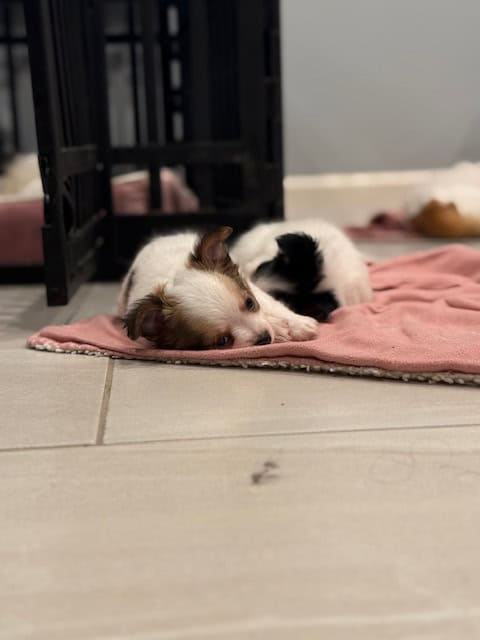 🐶 Adorable Long-Haired Chihuahua Puppies Looking image 2