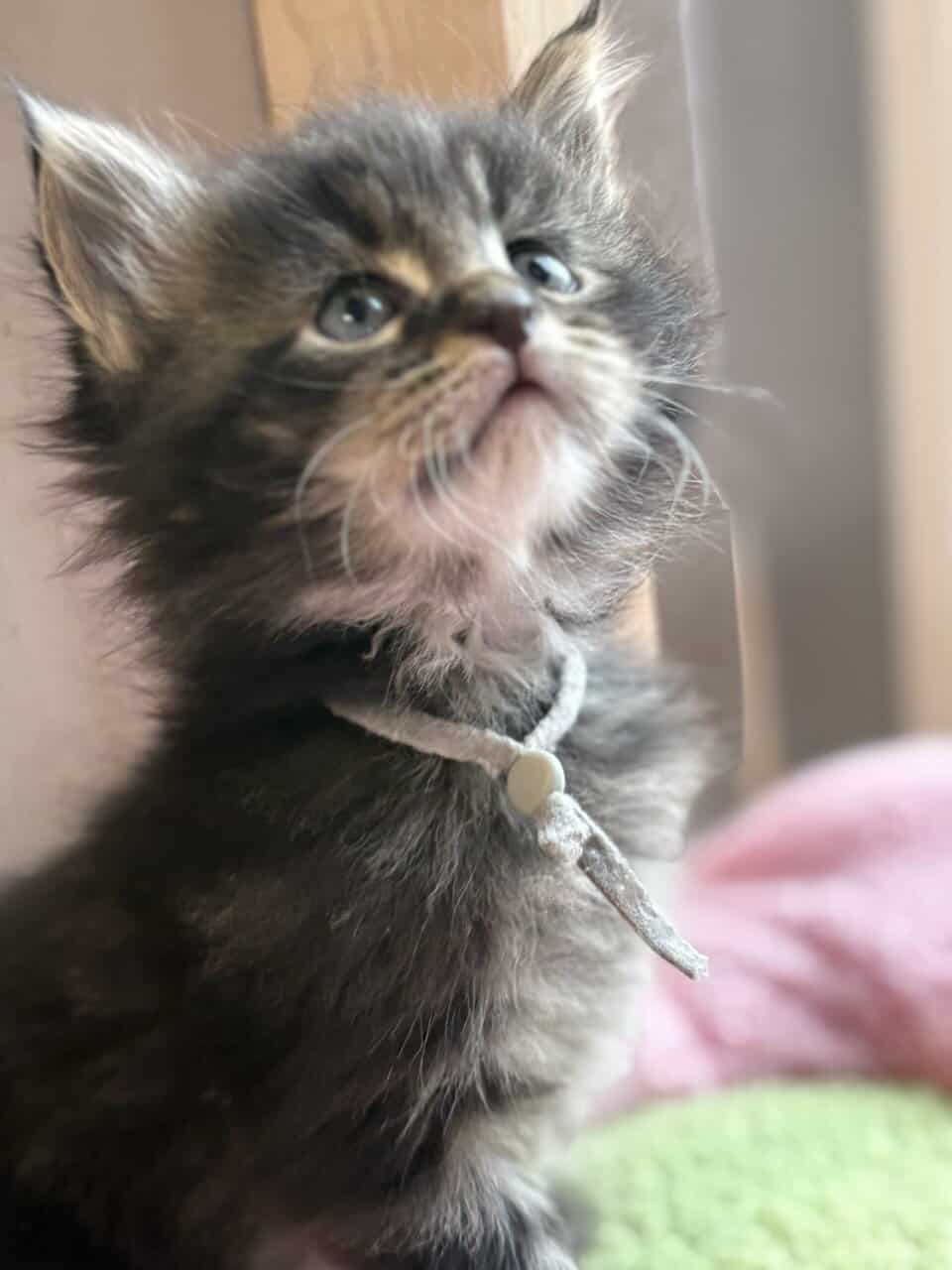 Maine Coon Kittens image 6