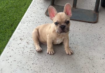 French Bulldog Puppy (Male)