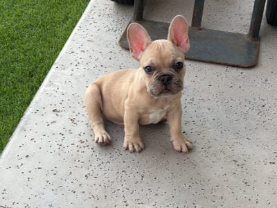 French Bulldog Puppy (Male)