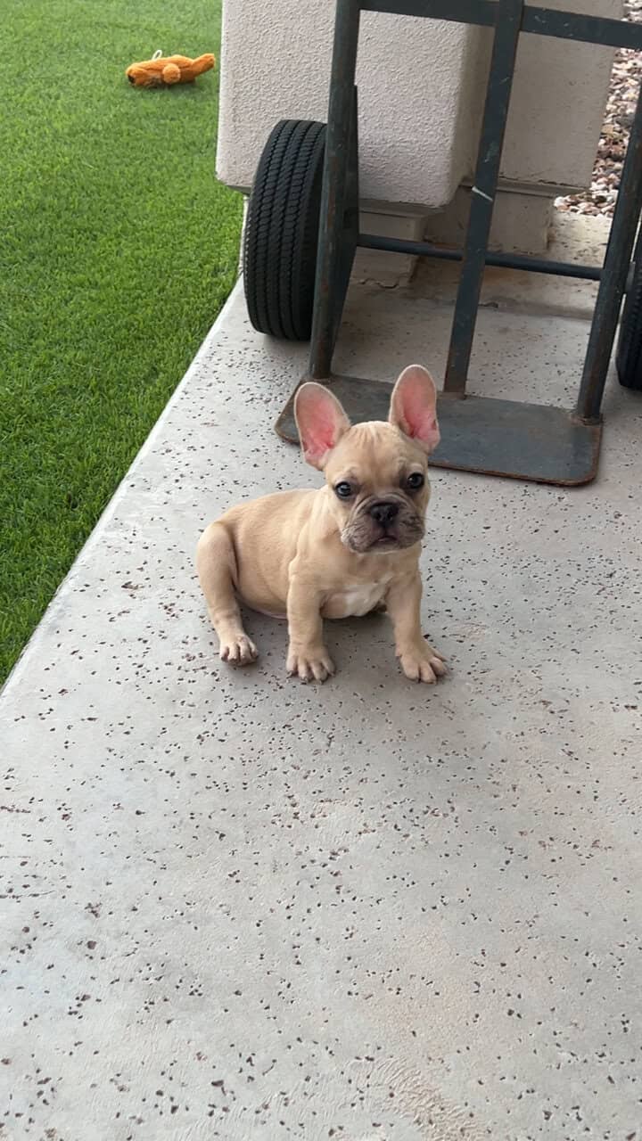 French Bulldog Puppy (Male) image 1