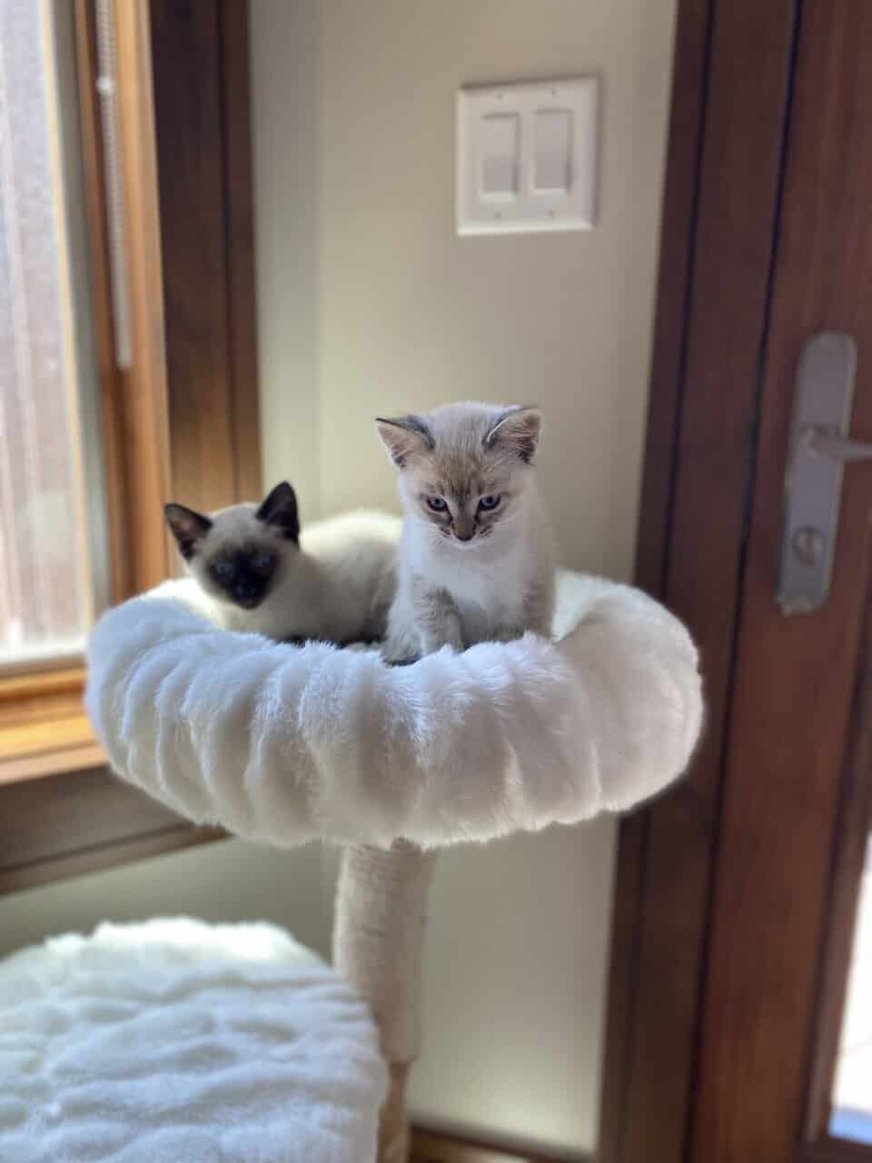 Adorable Pointed Kittens image 4