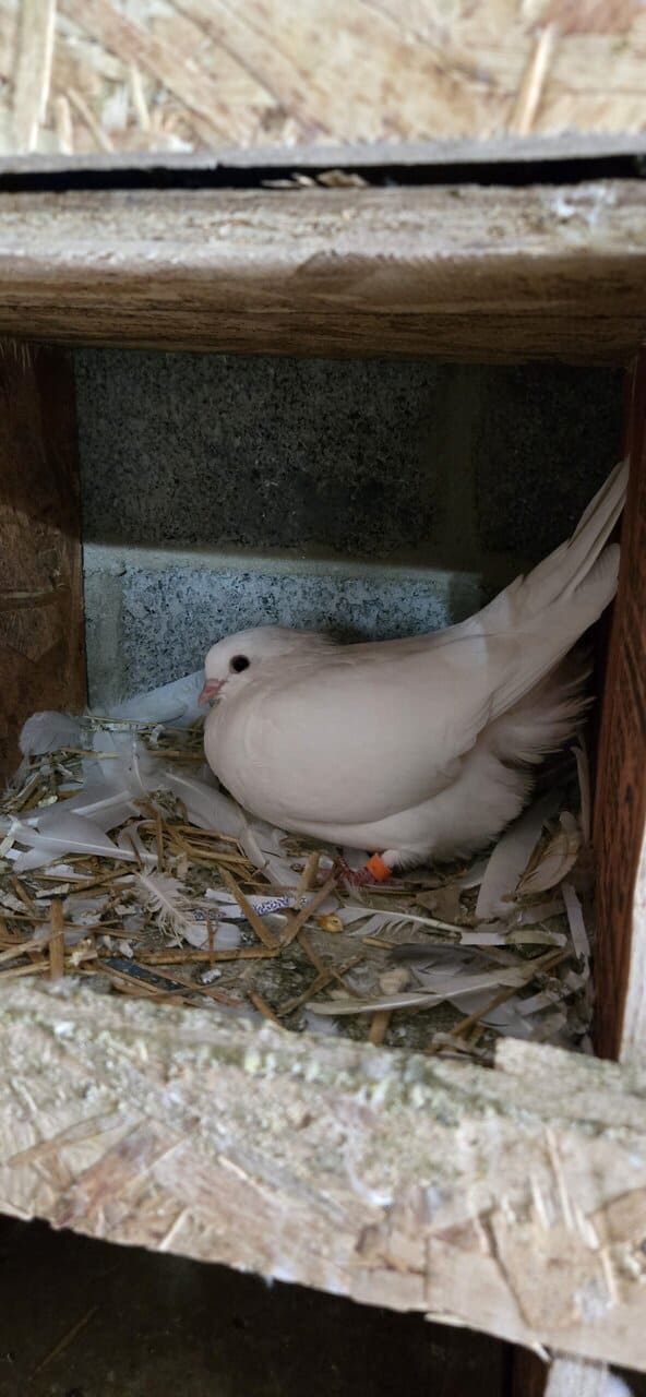 Pigeons image 9