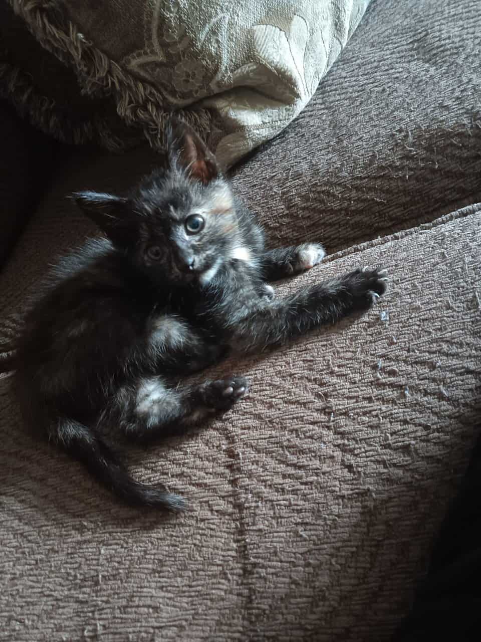 Kitten for sale image 2