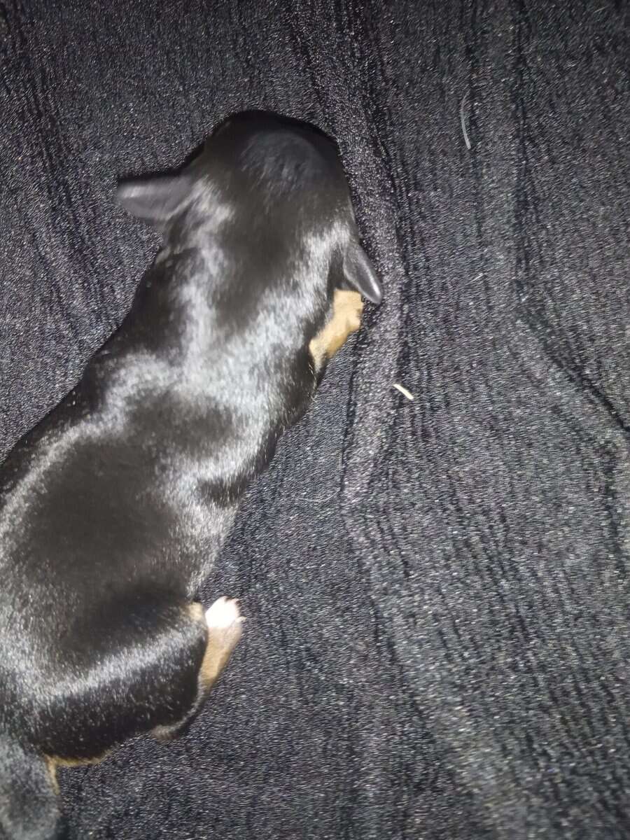Chiweenie Puppies image 1
