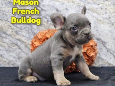 Mason Male French Bulldog
