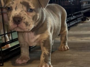 American Bully Pocket Puppies