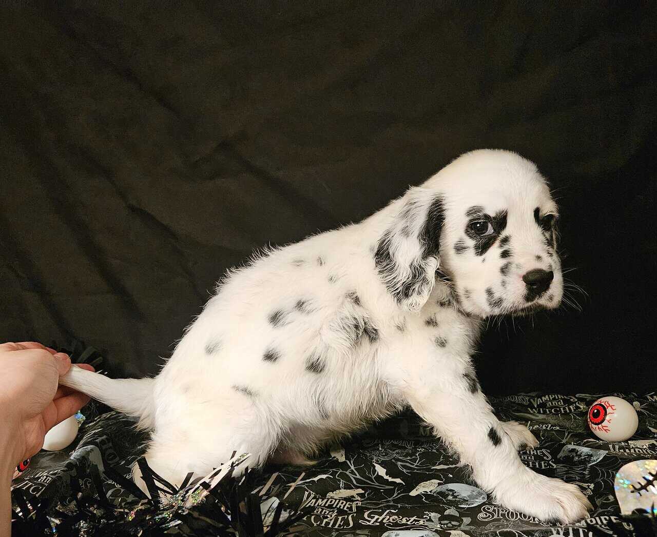 Dalmatian puppies image 3