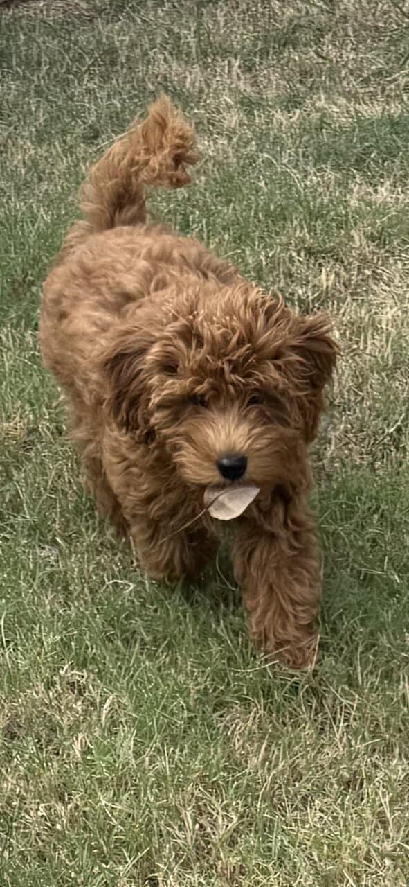 Goldendoodle Puppy image 4