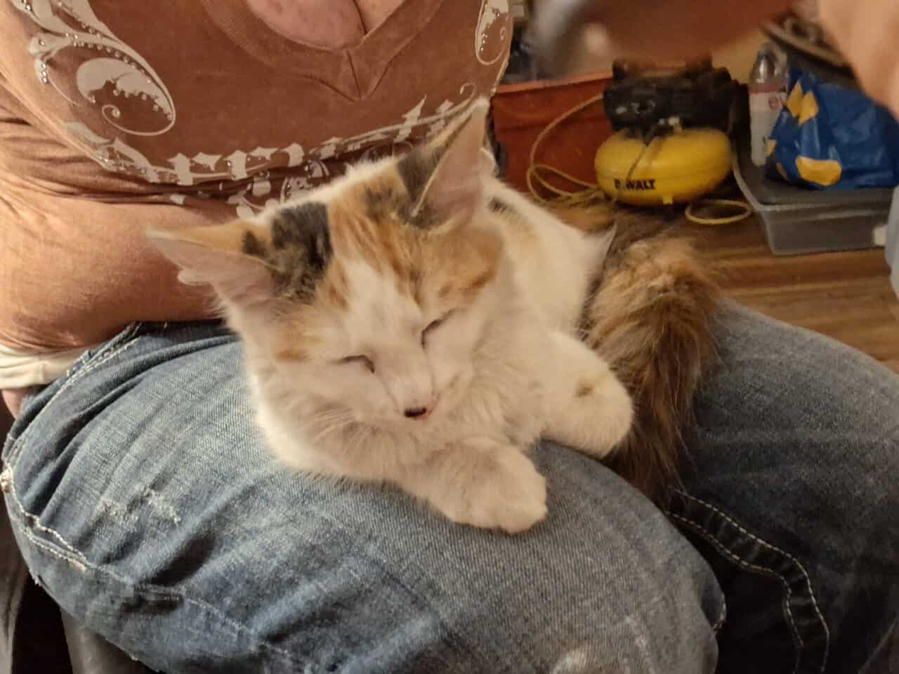 12 wk female calico fixed,vaccinated, dewormed,def image 9