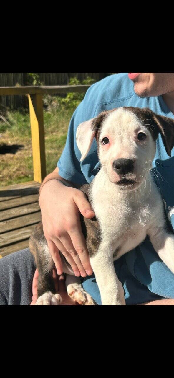 Mixed puppies image 4