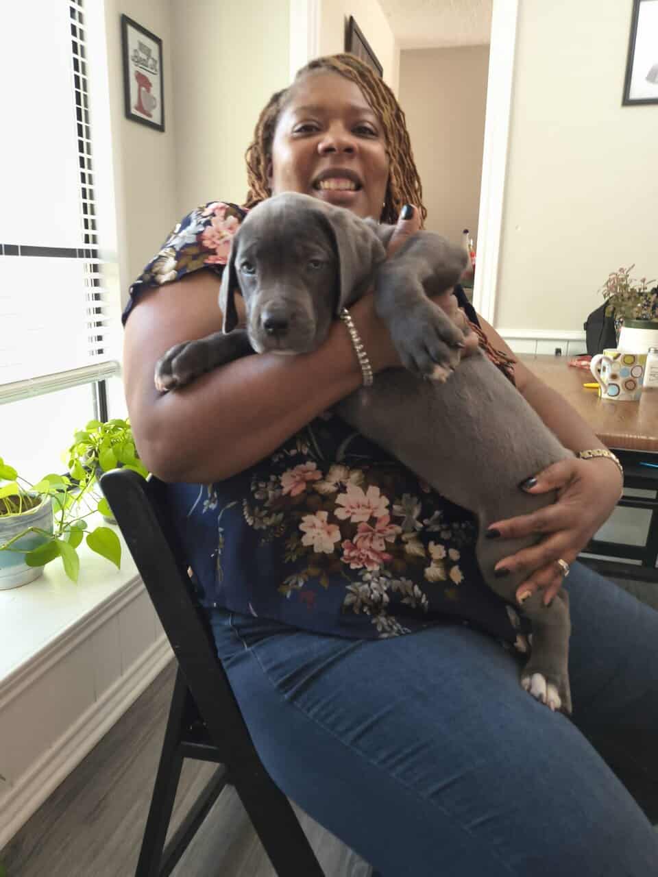 Cane Corso image 1