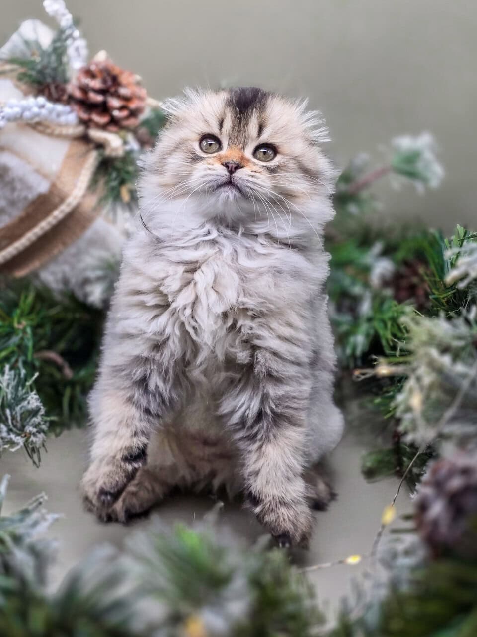 SCOTTISH FOLD GIRL, TICA REGISTERED image 6