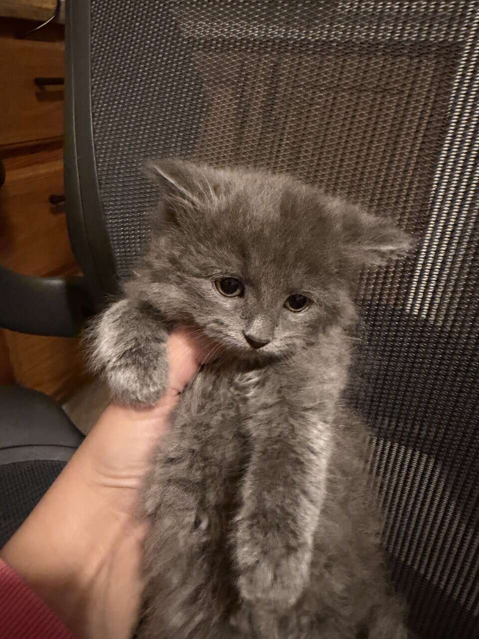 Super fluffy fluff balls image 4