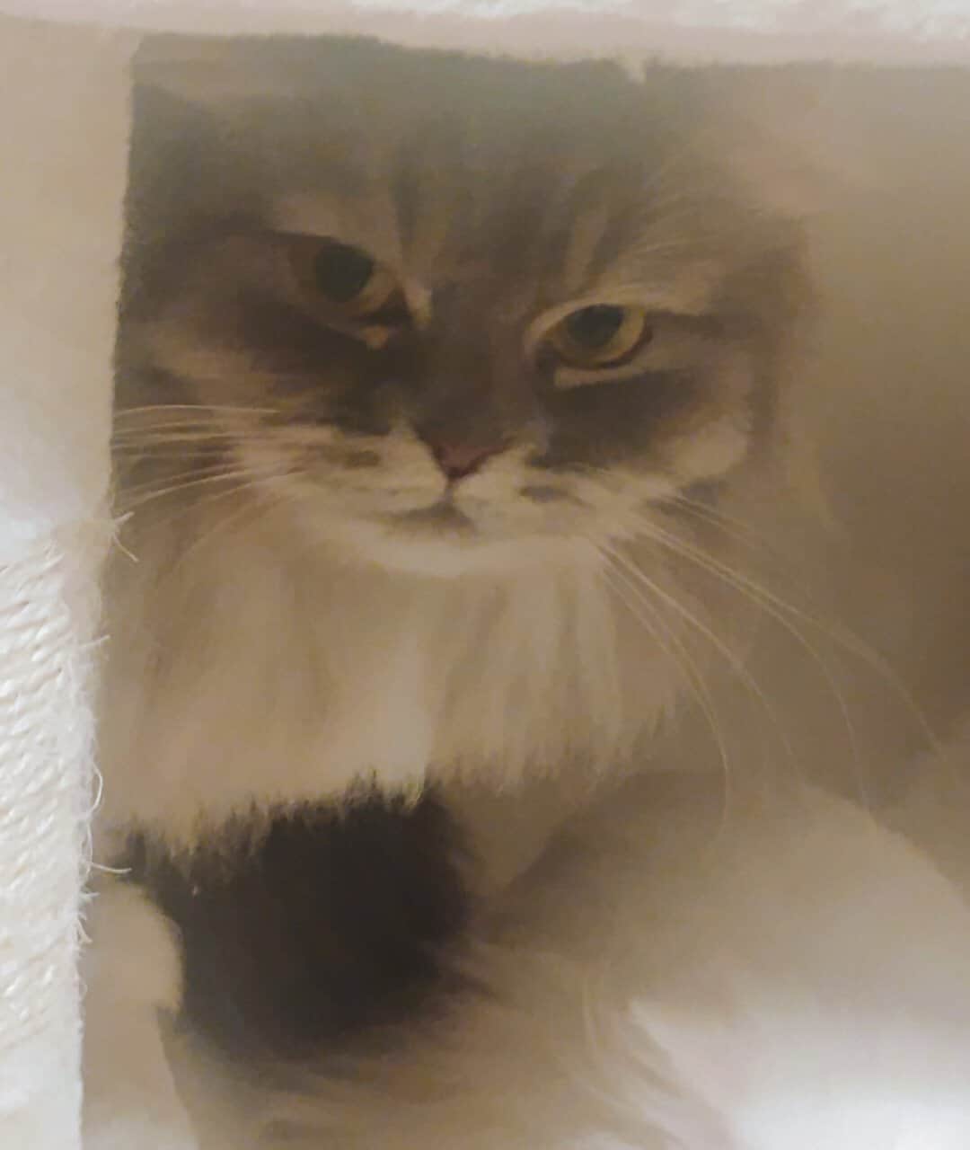 Female Persian mixed grey and white image 2