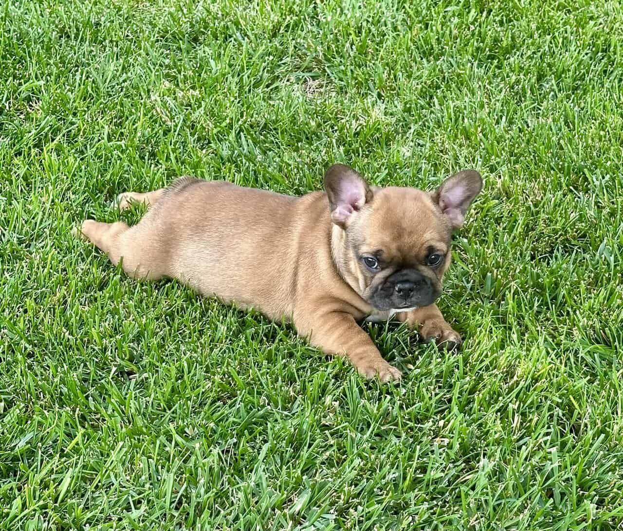 Frenchie image 10
