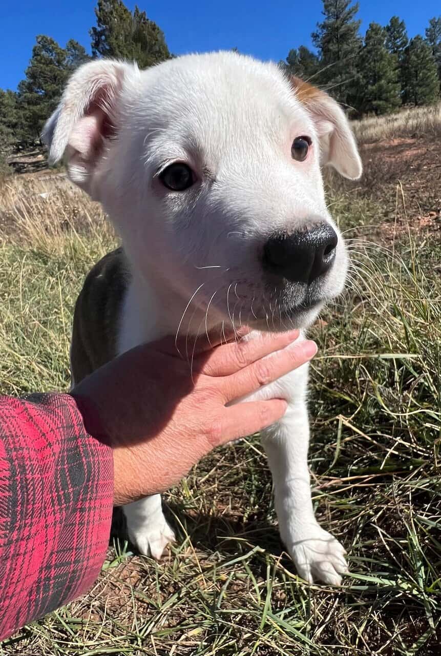 Ranch Pup- Girl 3 image 1