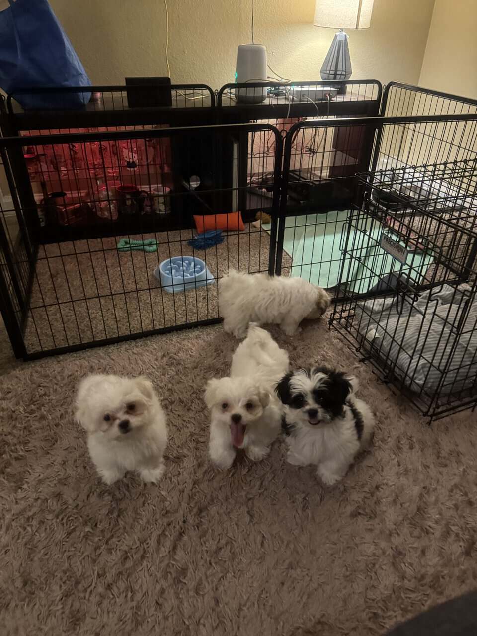 Shihpoo/ maltipoo mix image 4