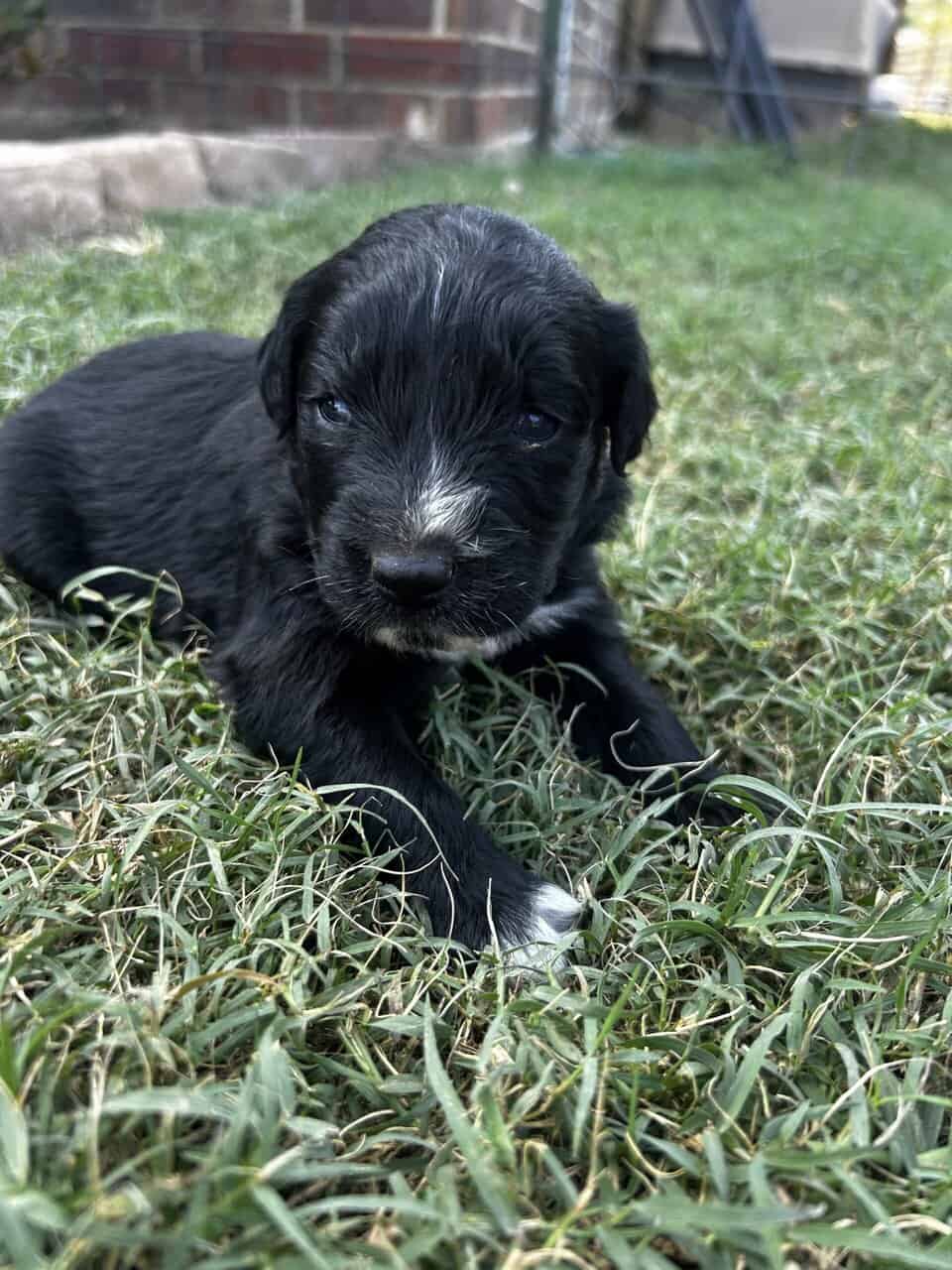 Golden Aussie (light blue) image 3