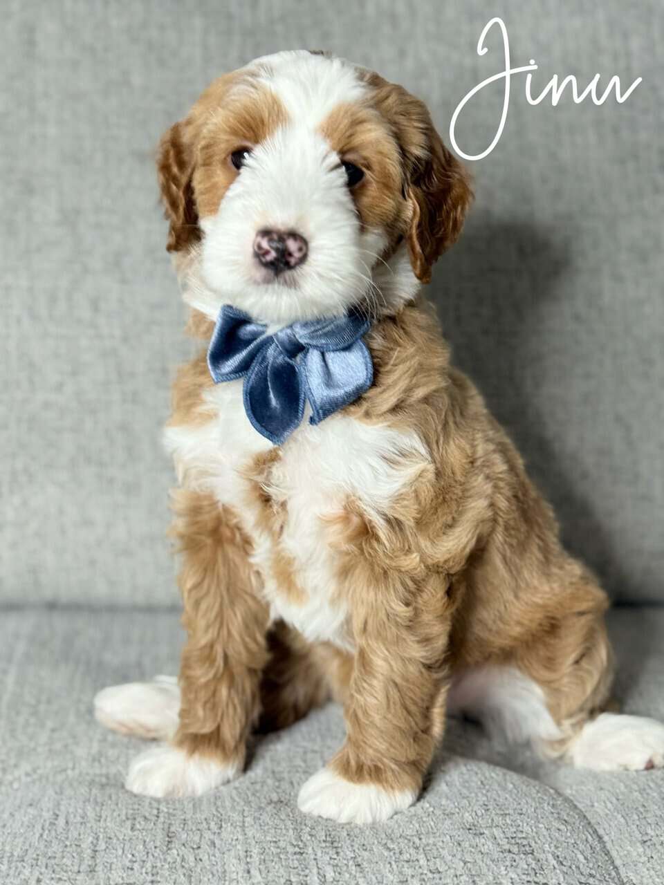 Mini Australian Labradoodles image 2