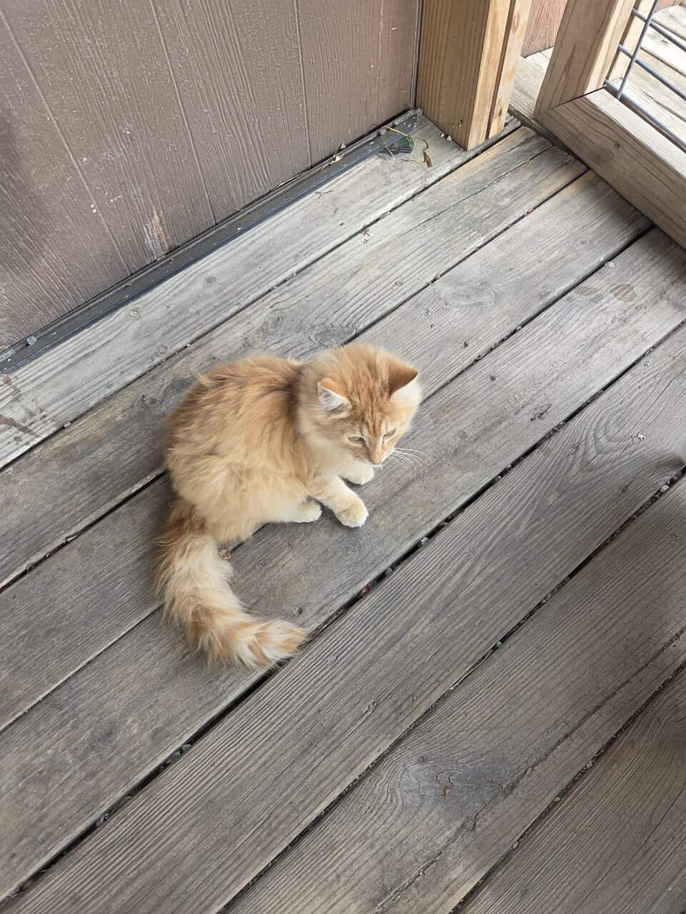 Short and long hair cats image 2