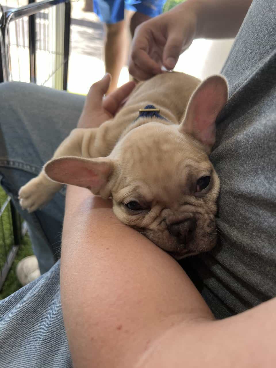 French Bulldog Puppy (Male) image 4