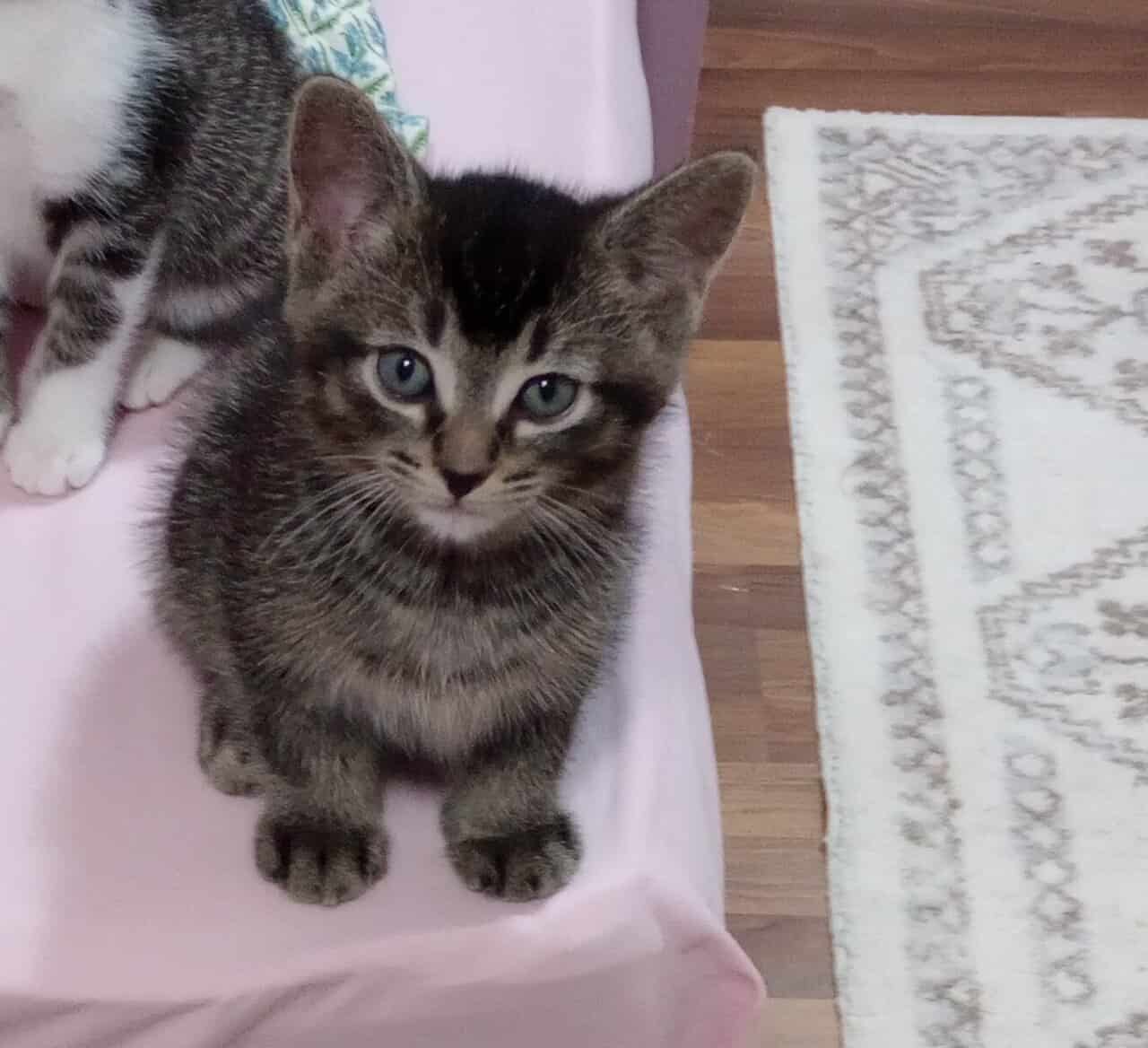 Adorable Kitten for rehoming image 5