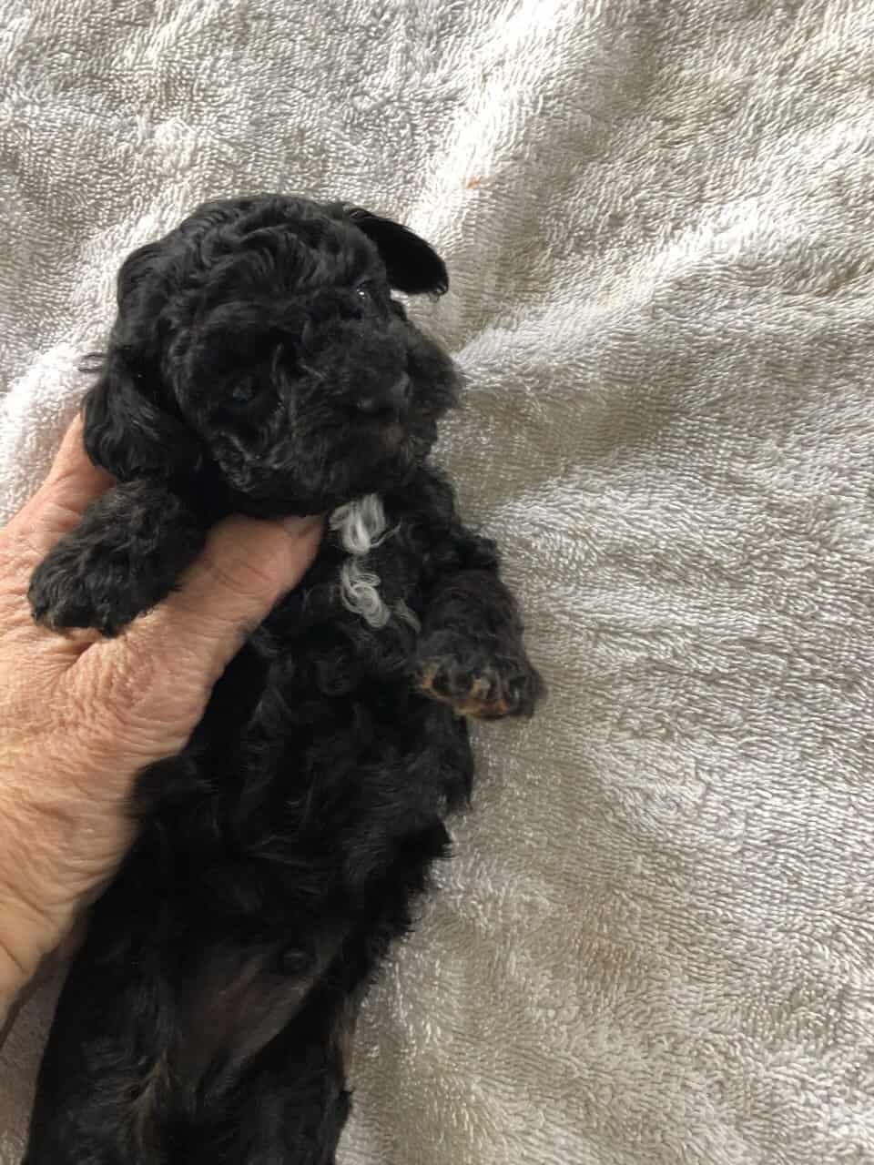 Toy poodle puppies image 3