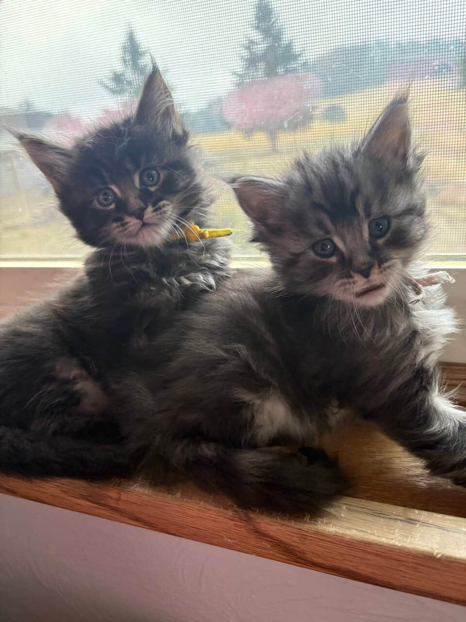 Maine Coon Kittens image 17