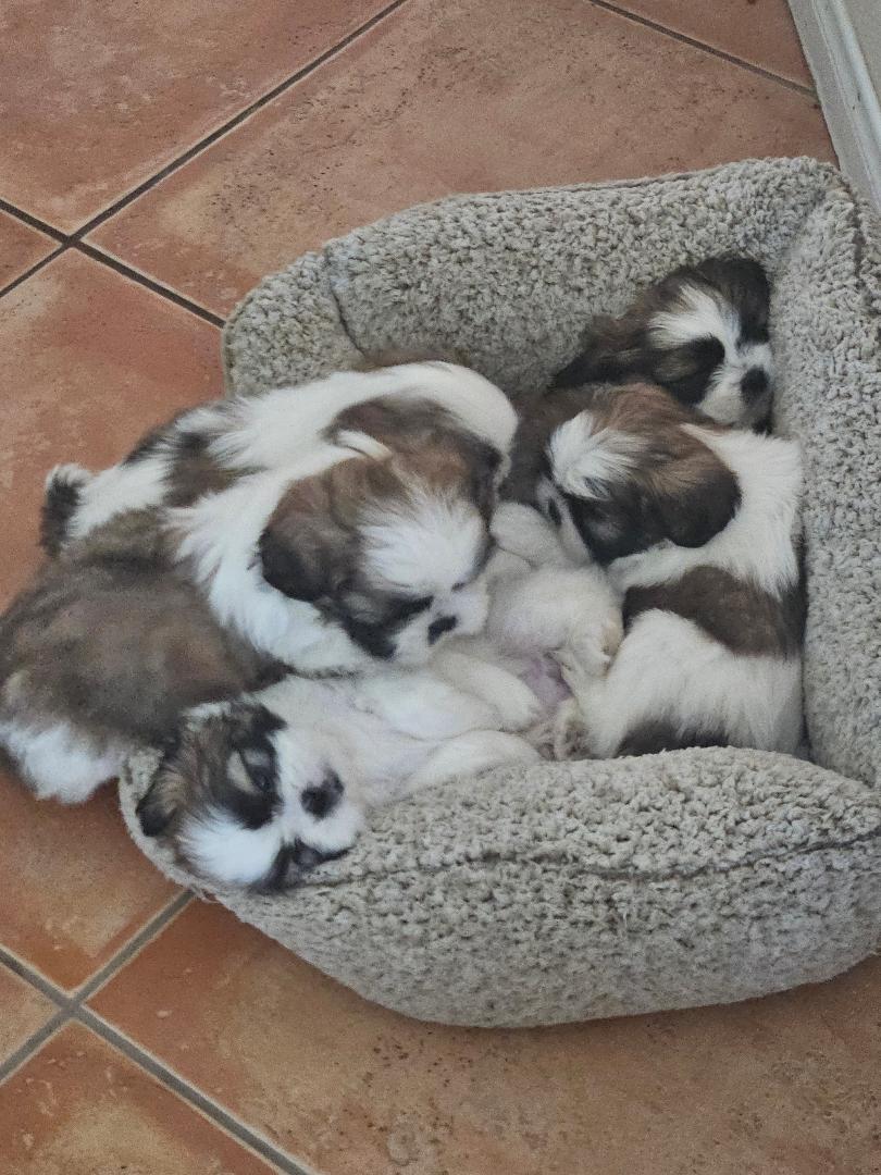 Shih Tzu/Pomeranian puppies for sale. image 8