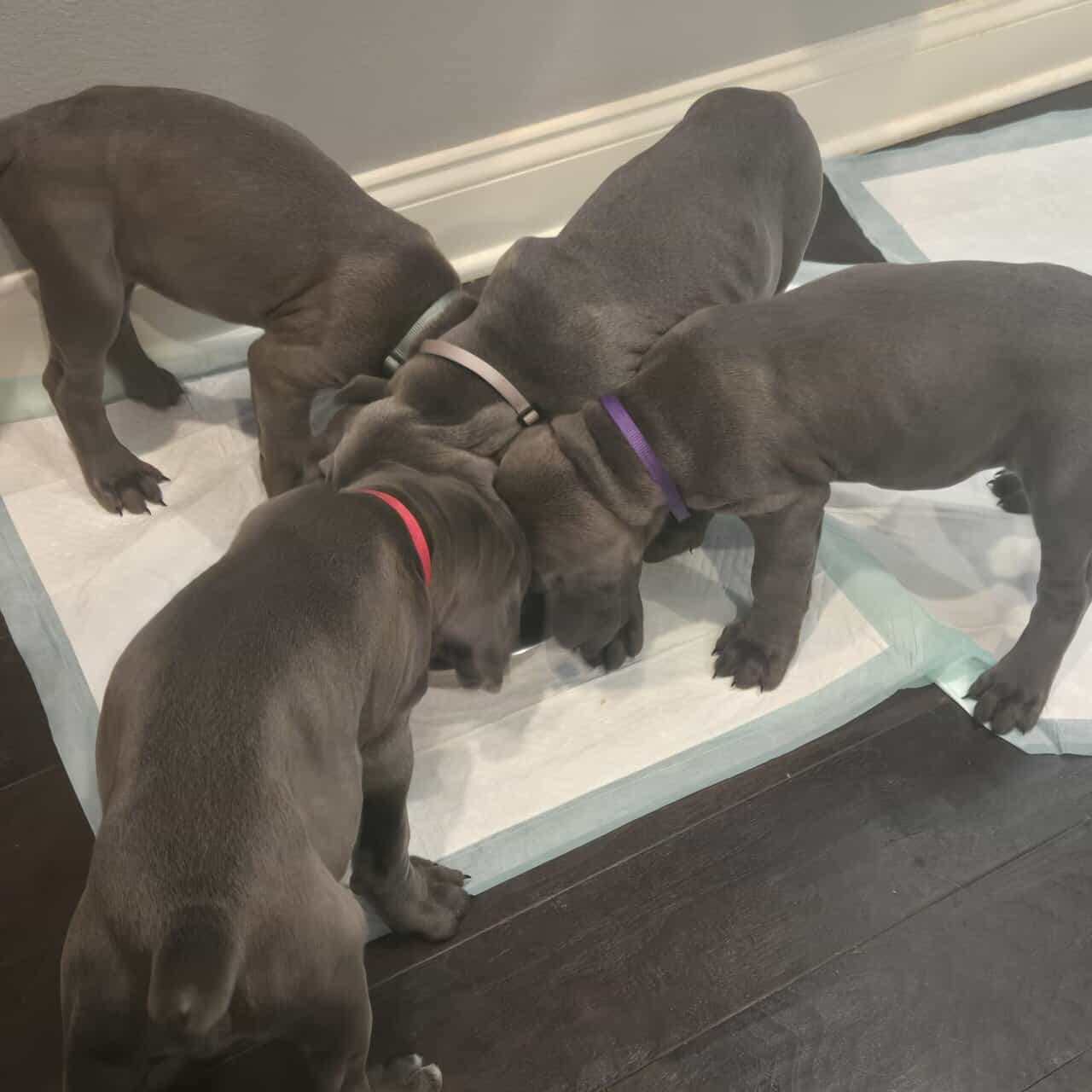 Cane corso puppies for sale image 2