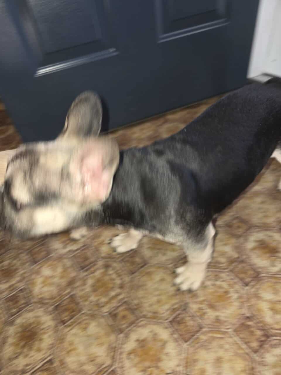 French Bull dog puppies for sale image 4