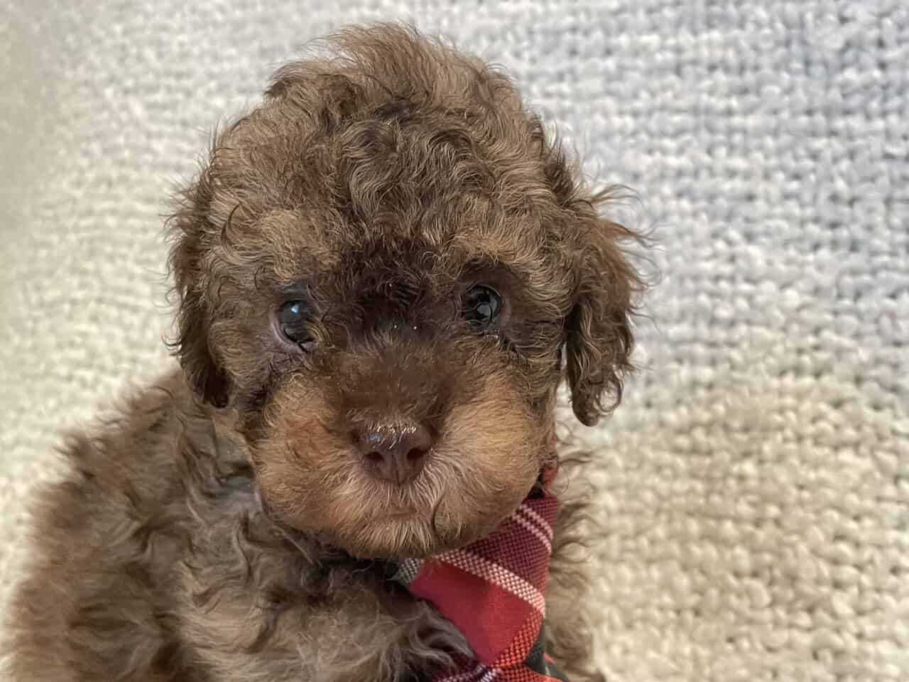 Cavapoo puppies image 4