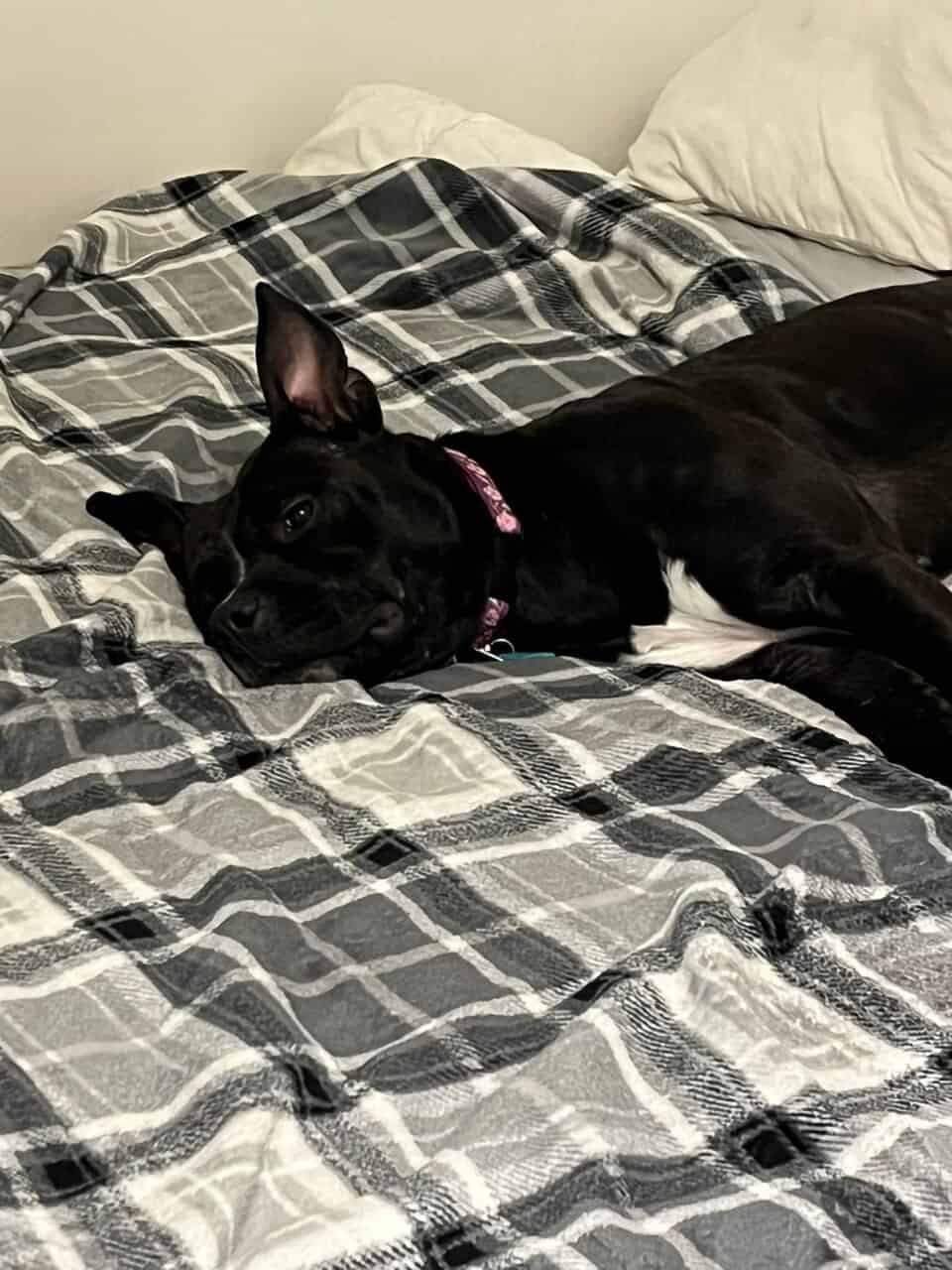 Momo rehome free image 6