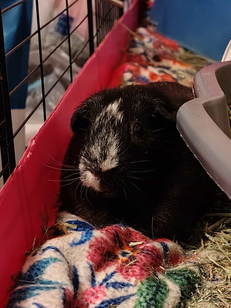 Female guinea pig rehoming - Fayetteville NC image 3