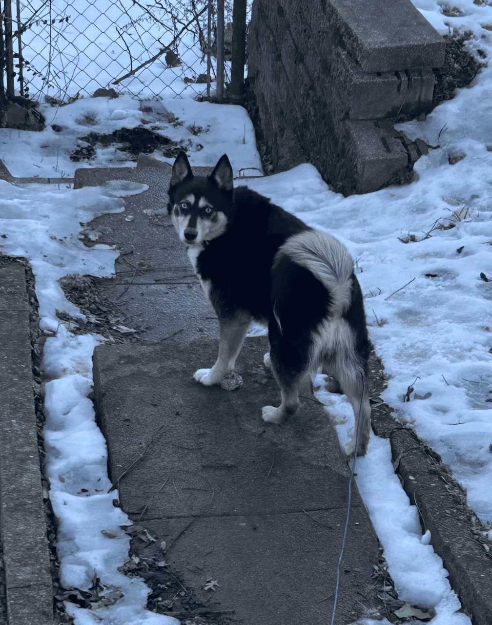 Beautiful Adult Female Husky Pomeranian Mix image 1
