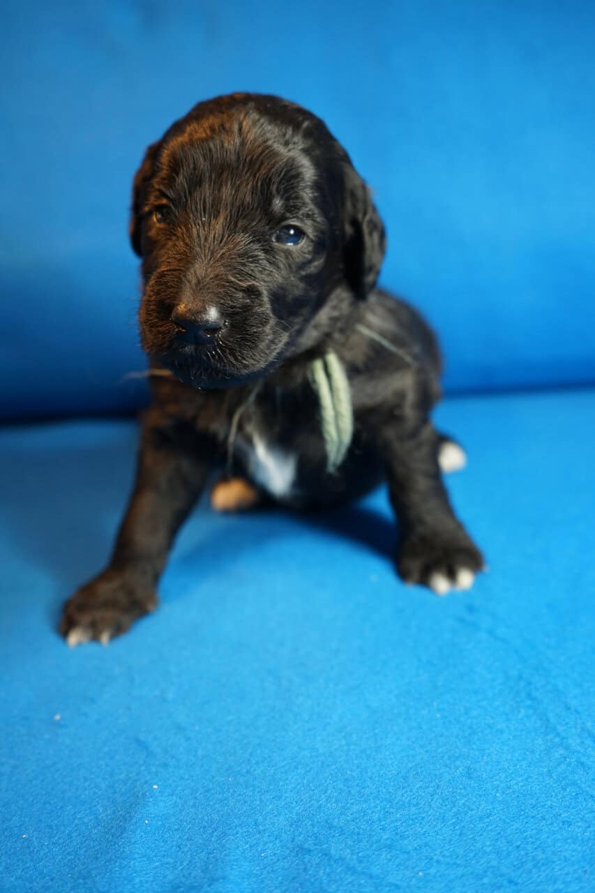 Beautiful Goldendoodle puppies image 3