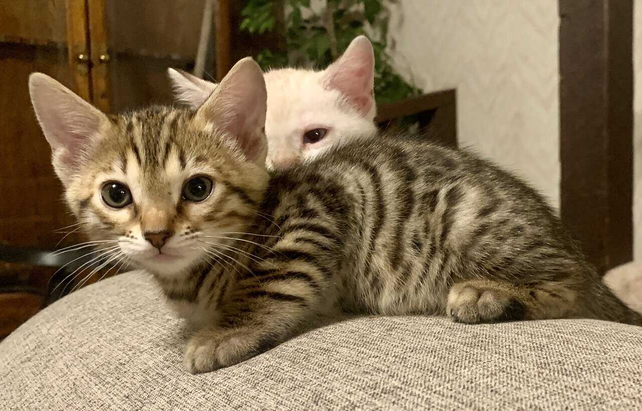 Bengal Kittens image 4
