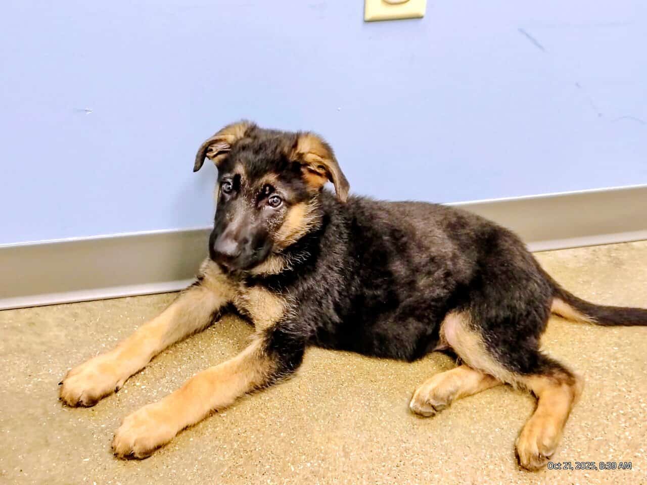 AKC German Shepherd puppies, 5 boys, 10wks image 8