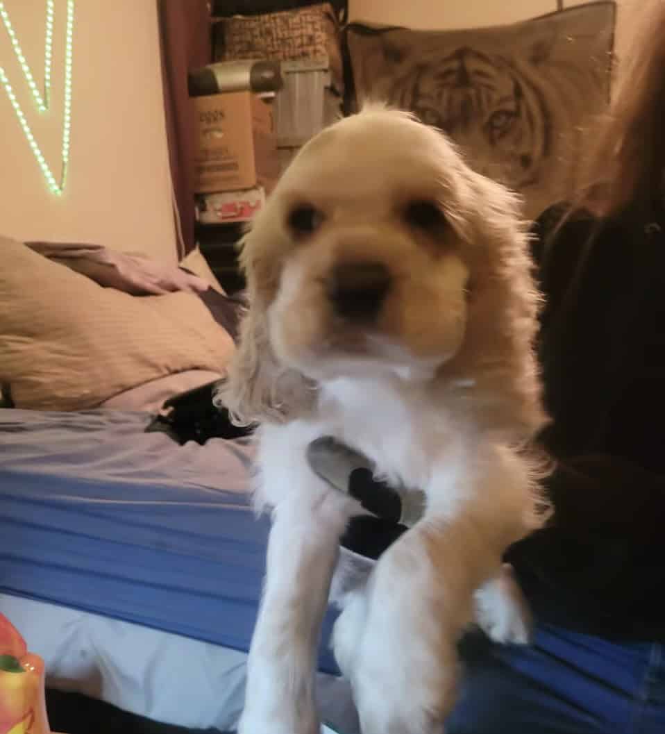 Cocker spaniel puppies image 1