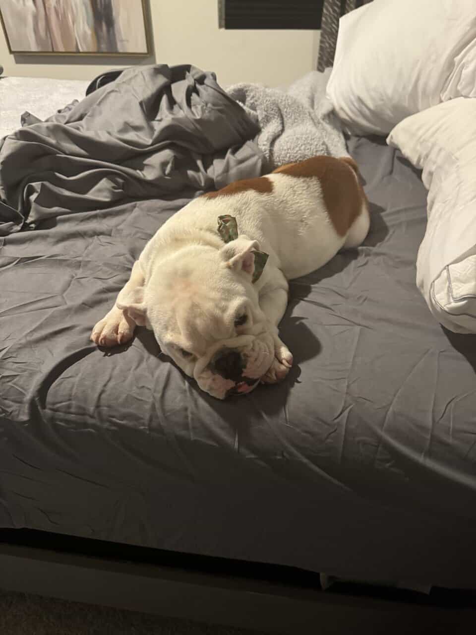 English Bulldog - Hiccup 10mths old image 4