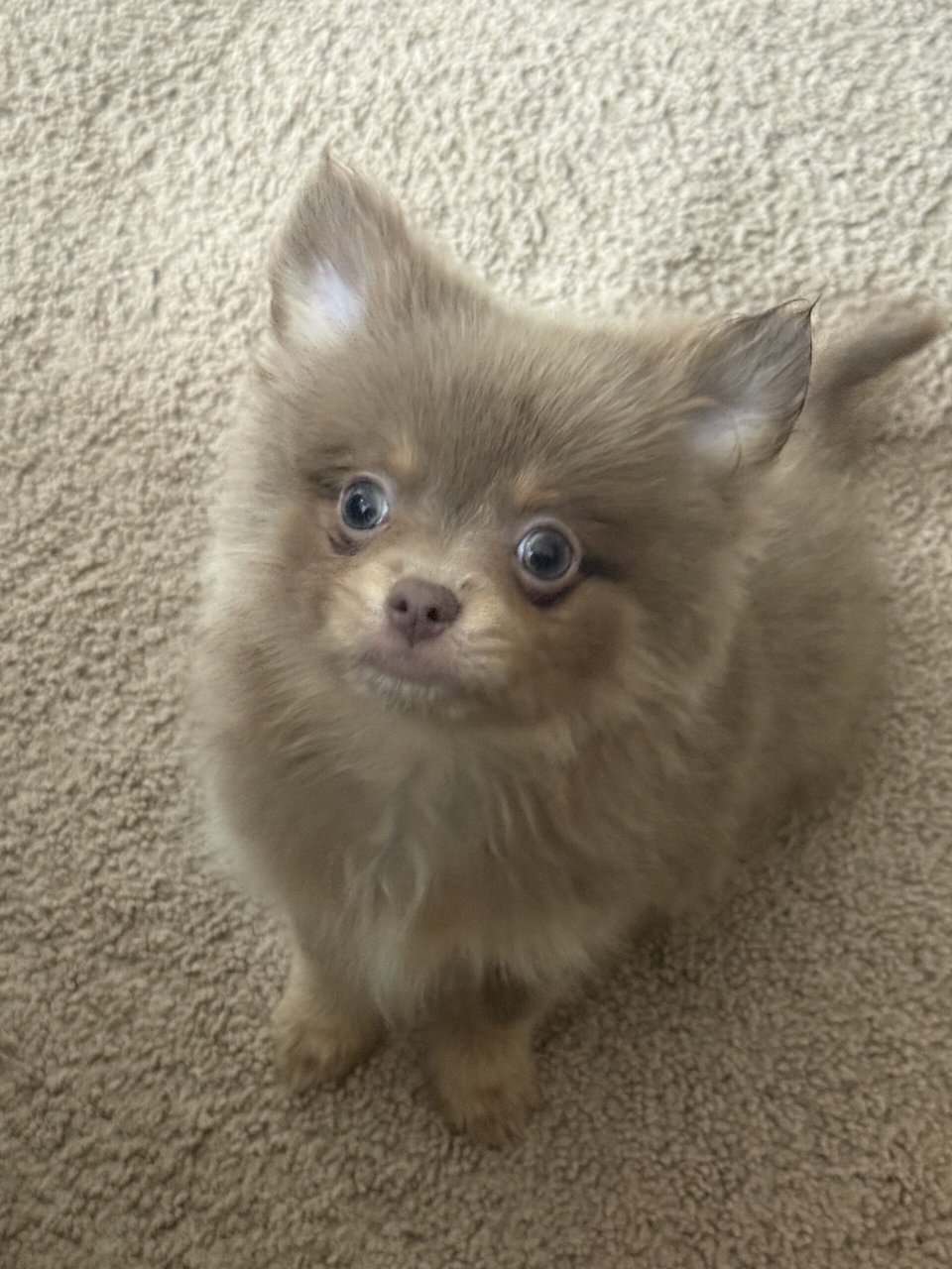 Only one pup left! image 1