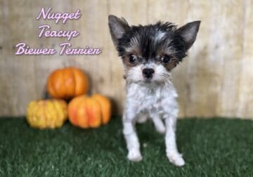Nugget Female Teacup Biewer Terrier