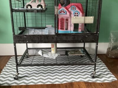 Bonded Sugar Glider Pair For Sale-Cage Included