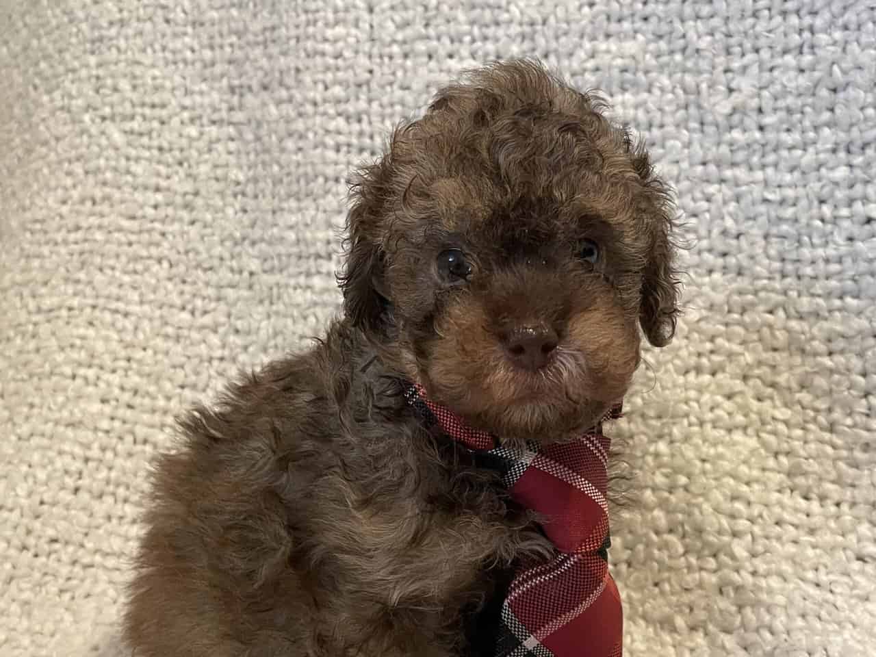 Cavapoo puppies image 8