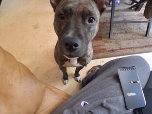2 year old female pitbull mix free!
