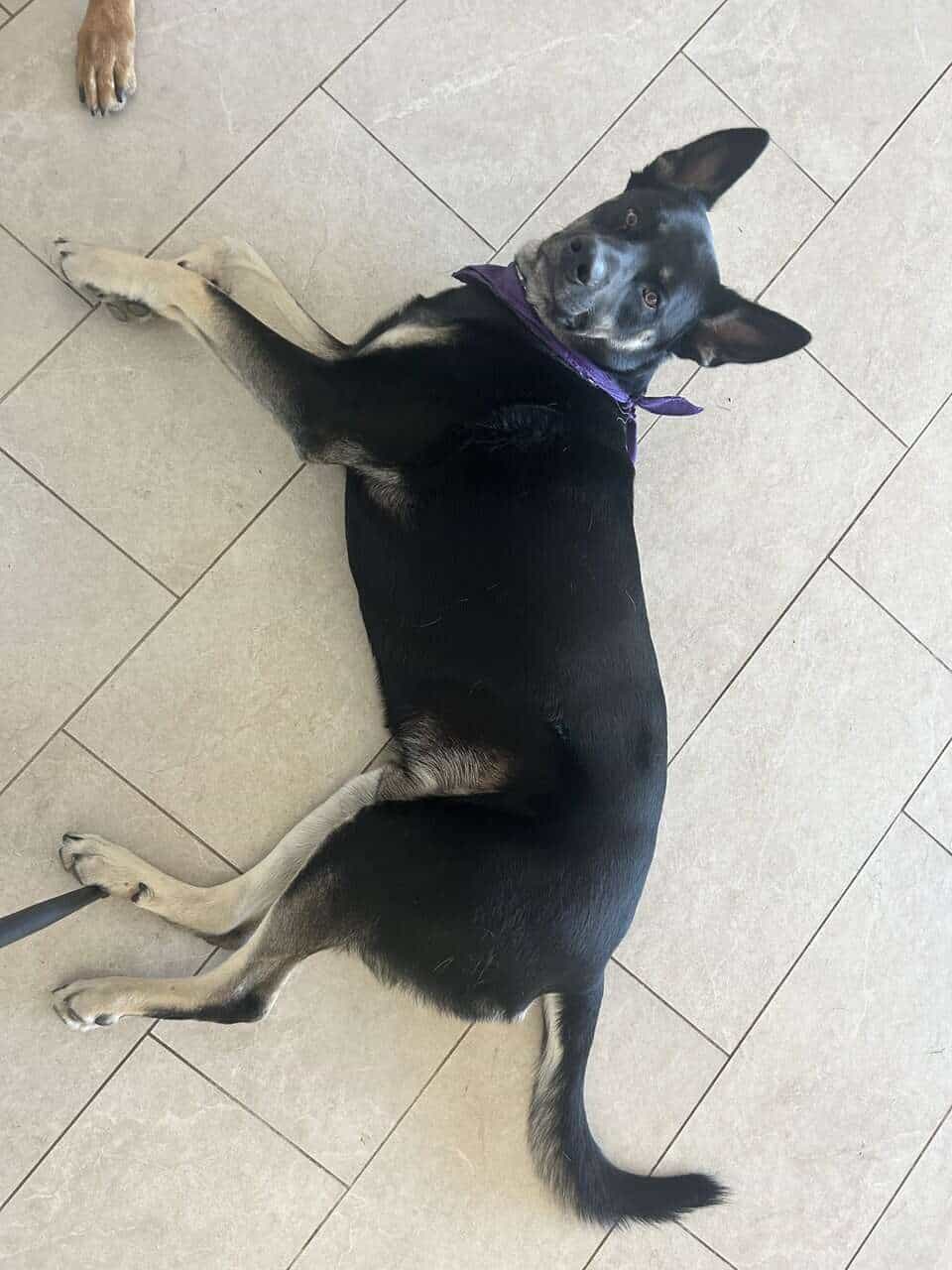 Large Breed Mix needs new Home image 1