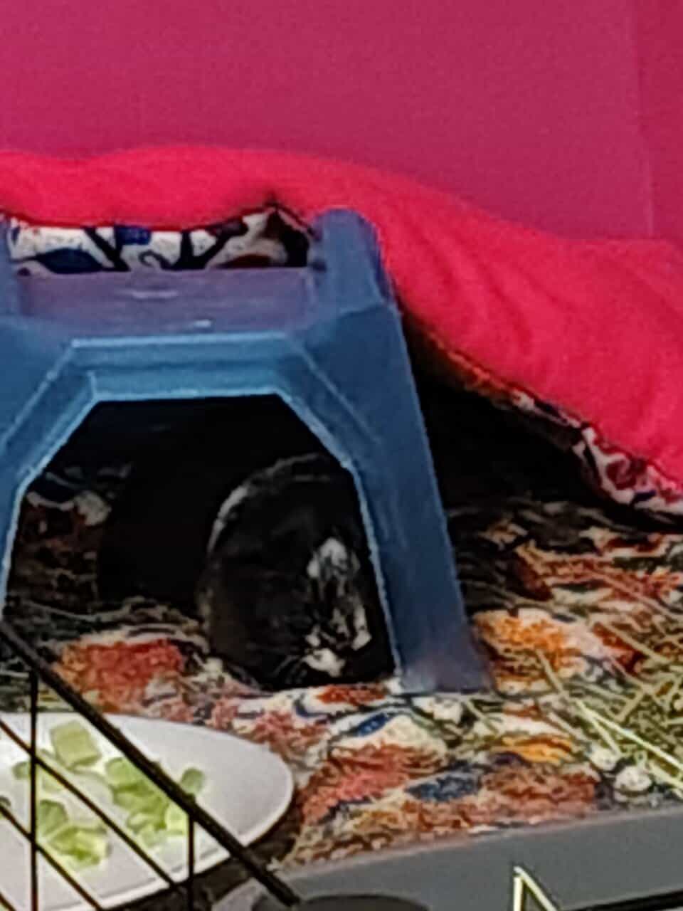 Female guinea pig rehoming - Fayetteville NC image 1