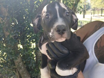 Athena, American Pit Bull Terrier Puppy
