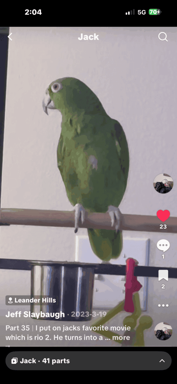 Yellow headed Amazon parrot image 2